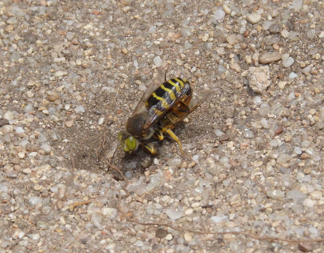 Biologia degli imenotteri predatori